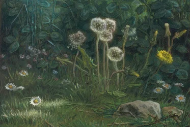 Maskrosor